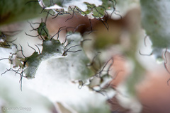 Parmotrema hypoleucinum