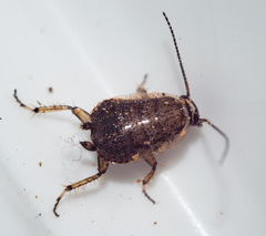 Phyllodromica subaptera