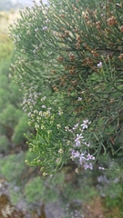 Veronica cupressoides