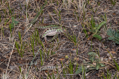 Gampsocleis sedakovii