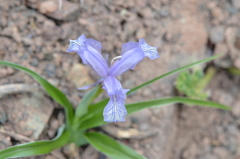 Iris graeberiana