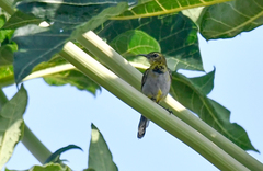 Anabathmis reichenbachii