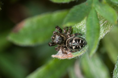 Dendryphantes fusconotatus