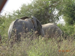 Loxodonta