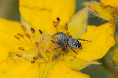 Dendryphantes