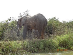 Loxodonta