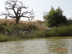 Loxodonta