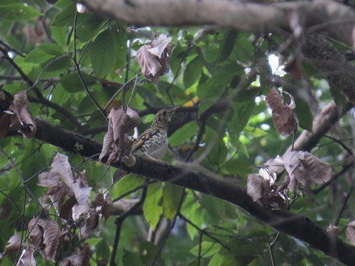 Scaly Thrush (Zoothera dauma), photo 5