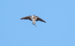 Hirundo aethiopica