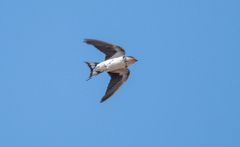 Hirundo aethiopica