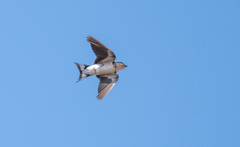 Hirundo aethiopica