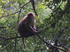 Macaca assamensis
