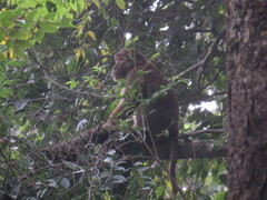 Macaca assamensis