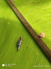 Glipa malaccana