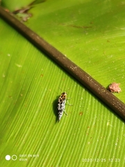 Glipa malaccana