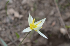 Tulipa turkestanica