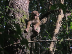 Macaca assamensis