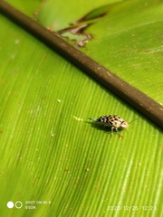 Glipa malaccana