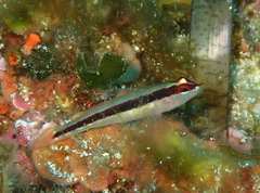 Gobius vittatus