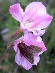 Spodoptera triturata