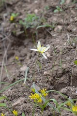 Tulipa turkestanica