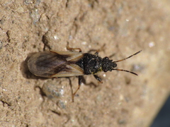 Metopoplax ditomoides