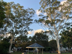 Corymbia aparrerinja