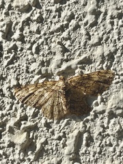 Paradarisa chloauges