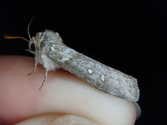 Demopsestis punctigera