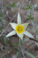 Tulipa turkestanica