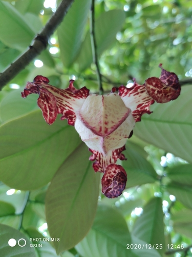 African Nutmeg