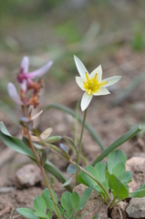 Tulipa turkestanica