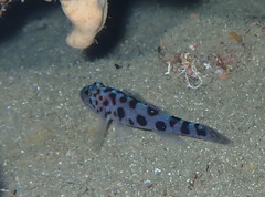Thorogobius ephippiatus