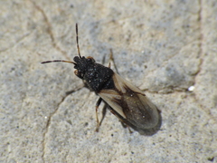 Metopoplax ditomoides