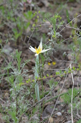 Tulipa turkestanica
