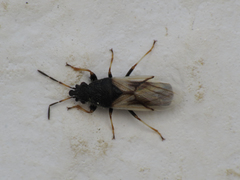 Metopoplax ditomoides