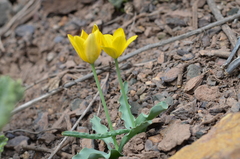 Tulipa ferganica