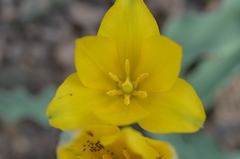 Tulipa ferganica