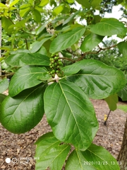 Gmelina