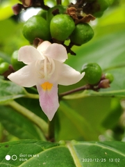 Gmelina