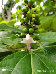 Gmelina