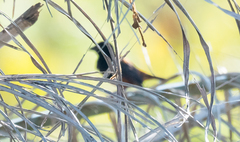 Ploceus castaneofuscus