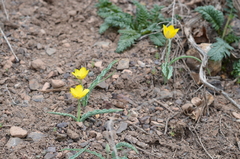 Tulipa ferganica