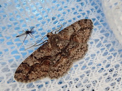 Satoblephara parvularia