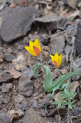 Tulipa ferganica