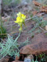Linaria supina
