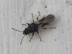 Metopoplax ditomoides