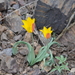 Tulipa ferganica - Photo 由 Aleksandr Naumenko 所上傳的 (c) Aleksandr Naumenko，保留部份權利CC BY-NC