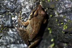 Rana ornativentris