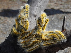 Bombycomorpha bifascia